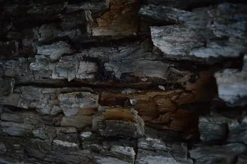 Tarsila de Oliveira Nascimento