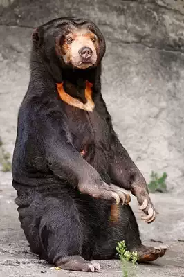 Sun Bear
